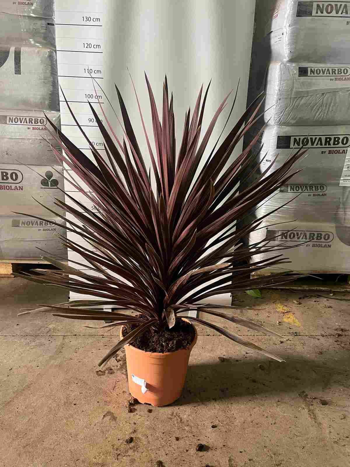 CORDYLINE AUSTRALIS RED STAR C 30